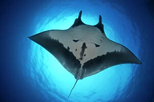 2015 Highlights Gallery: Giant Manta Ray (Manta birostris), San Benedicto Island, Revillagigedo Archipelago