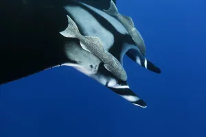 Giant Manta Ray (Manta birostris), with Remoras (Echeneididae) Socorro Island, Revillagigedo