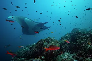Biodiversity Prints: Giant manta ray (Mobula birostris) swimming over reef surrounded by various reef fish
