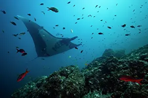 Myliobatiformes Prints: Giant manta ray (Mobula birostris) swimming over reef surrounded by various reef fish