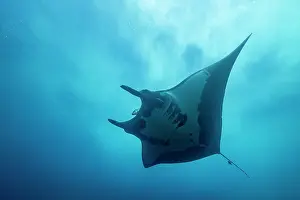 Underside Prints: Giant manta ray (Mobula birostris) ventral view, Bat Islands, Costa Rica, Pacific Ocean