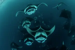Maldive Islands Prints: Giant manta rays (Manta birostris) chain-feeding on plankton