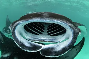 Maldive Islands Prints: Giant manta rays (Manta birostris) filter feeding on plankton