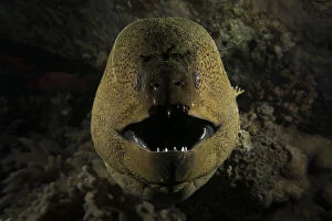 Anguilliformes Gallery: Giant moray eel (Gymnothorax javanicus) opening its mouth to breathe, at night on the barge wreck