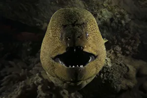 Gymnothorax Favagineus Prints: Giant moray eel (Gymnothorax javanicus) opening its mouth to breathe