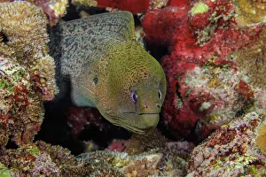 Gymnothorax Favagineus Prints: Giant moray eel (Gymnothorax javanicus) peering out of crevice in reef