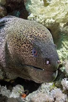 Speckled Prints: Giant moray (Gymnothorax javanicus) head portrait