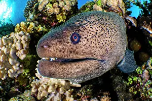 Gymnothorax Favagineus Prints: Giant moray (Gymnothorax javanicus) peering out from a coral reef