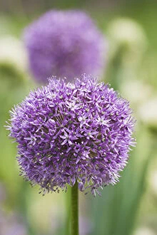 Purple Collection: Giant onion in flower (Allium giganteum), cultivated in Botanical Garden Brunswick