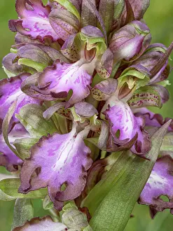 Orchids Prints: Giant orchid (Barlia robertiana) in flower, nr. Piombino, Tuscany, Italy. February