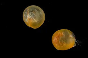 Weird and Ugly Creatures Gallery: Giant ostracod {Gigantocypris mulleri} from between 867 and 1805m, Mid-Atlantic Ridge