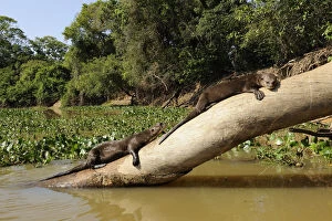 Two Giant Otter / Giant Brazilian Otter (Pteronura brasiliensis) sunbathing on a tree trunk