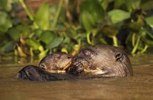 Instagram - Love Gallery: Giant Otter (Pteronura brasiliensis) adult with young in water, Pantanal, Brazil