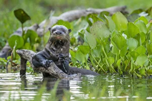 Giant Otter (Pteronura brasiliensis) holding onto a branch in a lagoon off the Paraguay River