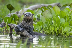 Giant Otter (Pteronura brasiliensis) holding onto a branch in a lagoon off the Paraguay River
