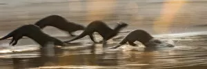 2020 October Highlights Collection: Giant Otters (Pteronura brasiliensis) running along a sand bar