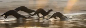 2020 October Highlights Collection: Giant Otters (Pteronura brasiliensis) running along a sand bar