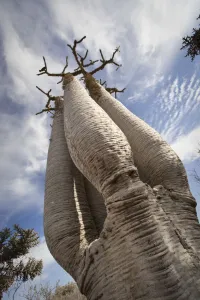 Succulent Prints: Giant Pachypodium species. Tsimanampetsotsa National Park, South West Madagascar