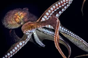 Animal Arms Gallery: Giant Pacific octopus (Enteroctopus dofleini) showing arms and suckers, Vernon Rock