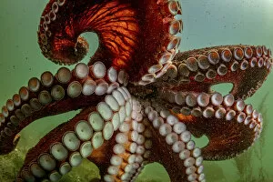 Images Dated 25th January 2022: Giant pacific octopus (Enteroctopus dofleini) swimming freely after release from captivity