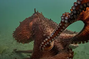 Giant Pacific octopus (Enteroctopus dofleini) experiencing freedom after release from captivity, Vancouver Island, British Columbia, Canada, Pacific Ocean