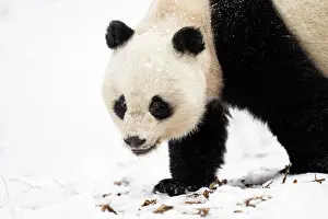 Sichuan Prints: Giant panda (Ailuropoda melanoleuc) female