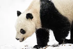 Sichuan Prints: Giant panda (Ailuropoda melanoleuc) female