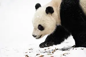 Sichuan Prints: Giant panda (Ailuropoda melanoleuc) female