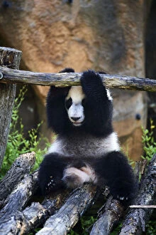 Ailuropoda Gallery: Giant panda (Ailuropoda melanoleuca) cub playing on wooden structure