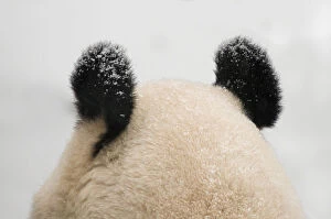Giant panda (Ailuropoda melanoleuca) rear view of top of head and ears, in the snow