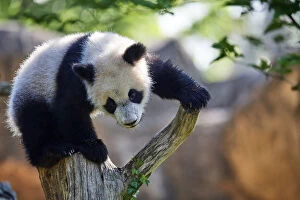 Ailuropoda Gallery: Giant panda (Ailuropoda melanoleuca) cub climbing and exploring its enclosure. Yuan Meng