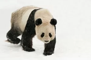 Images Dated 8th January 2010: Giant panda (Ailuropoda melanoleuca) walking in snow captive (born in 2000) Occurs China