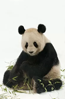 Giant Panda Collection: Giant panda (Ailuropoda melanoleuca) feeding on bamboo in the snow, captive (born