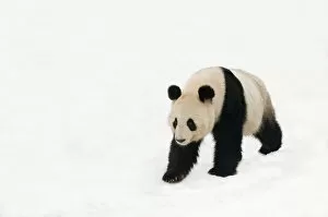 Images Dated 9th January 2010: Giant panda (Ailuropoda melanoleuca) walking in deep snow, captive (born in 2000)