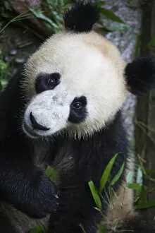Giant Panda Gallery: Giant panda (Ailuropoda melanoleuca) feeding on bamboo at the Ya an Bifengxia