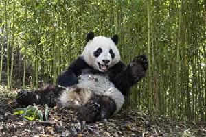 Poales Collection: Giant panda (Ailuropoda melanoleuca) sitting with Bamboo in background. Shenshuping Panda Base