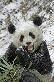 Giant panda (Ailuropoda melanoleuca) dusted with snow eating Bamboo. In natural enclosure