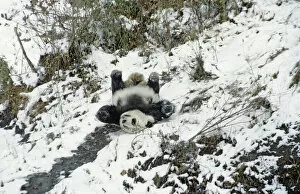 Heather Angel Gallery: Giant panda (Ailuropoda melanoleuca) sliding down slope on back after losing footing