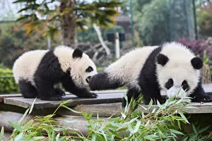 Giant panda (Ailuropoda melanoleuca) cubs Yuandudu and Huanlili, aged 8 months, playing together, Beauval ZooPark