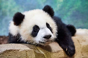 Ailuropoda Melanoleuca Gallery: Giant panda (Ailuropoda melanoleuca) cub Yuandudu, aged 8 months, portrait, Beauval ZooPark