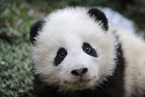Giant Panda Gallery: Giant panda (Ailuropoda melanoleuca) baby, aged 5 months, Wolong Nature Reserve, China