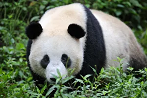 Giant panda (Ailuropoda Melanoleuca) Bifengxia Giant Panda Breeding and Conservation Center