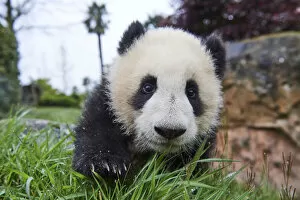 Ailuropoda Gallery: Giant panda (Ailuropoda melanoleuca) cub, Huanlili, aged 8 months, investigating the enclosure