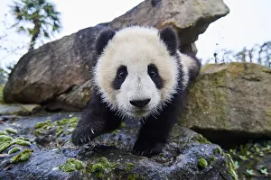 Giant panda (Ailuropoda melanoleuca) cub, Huanlili, aged 8 months, investigating the enclosure, Beauval ZooPark, France Giant panda (Ailuropoda melanoleuca) cub, Huanlili, aged 8 months, investigating the enclosure, Beauval ZooPark, France