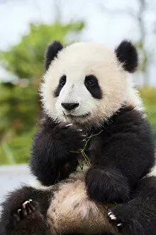Images Dated 9th April 2022: Giant panda (Ailuropoda melanoleuca) cub, Huanlili, aged 8 months, sitting down, holding bamboo