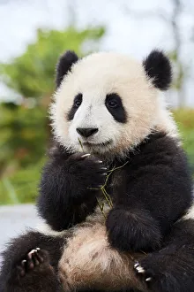 Giant panda (Ailuropoda melanoleuca) cub, Huanlili, aged 8 months, sitting down, holding bamboo, Beauval ZooPark Giant panda (Ailuropoda melanoleuca) cub, Huanlili, aged 8 months, sitting down, holding bamboo, Beauval ZooPark