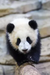 Giant panda (Ailuropoda melanoleuca) cub, Huanlili, aged 8 months, walking along a log, Beauval ZooPark, France, April Giant panda (Ailuropoda melanoleuca) cub, Huanlili, aged 8 months, walking along a log, Beauval ZooPark, France, April