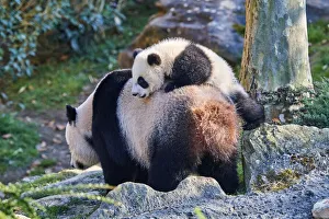 Giant panda (Ailuropoda melanoleuca) cub, Yuandudu, aged 8 months, climbing on her mothers back, Beauval ZooPark Giant panda (Ailuropoda melanoleuca) cub, Yuandudu, aged 8 months, climbing on her mothers back, Beauval ZooPark