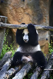 Breeding Program Prints: Giant panda (Ailuropoda melanoleuca) cub playing on wooden structure