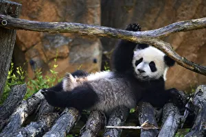 2018 July Highlights Prints: Giant panda (Ailuropoda melanoleuca) cub playing on wooden structure